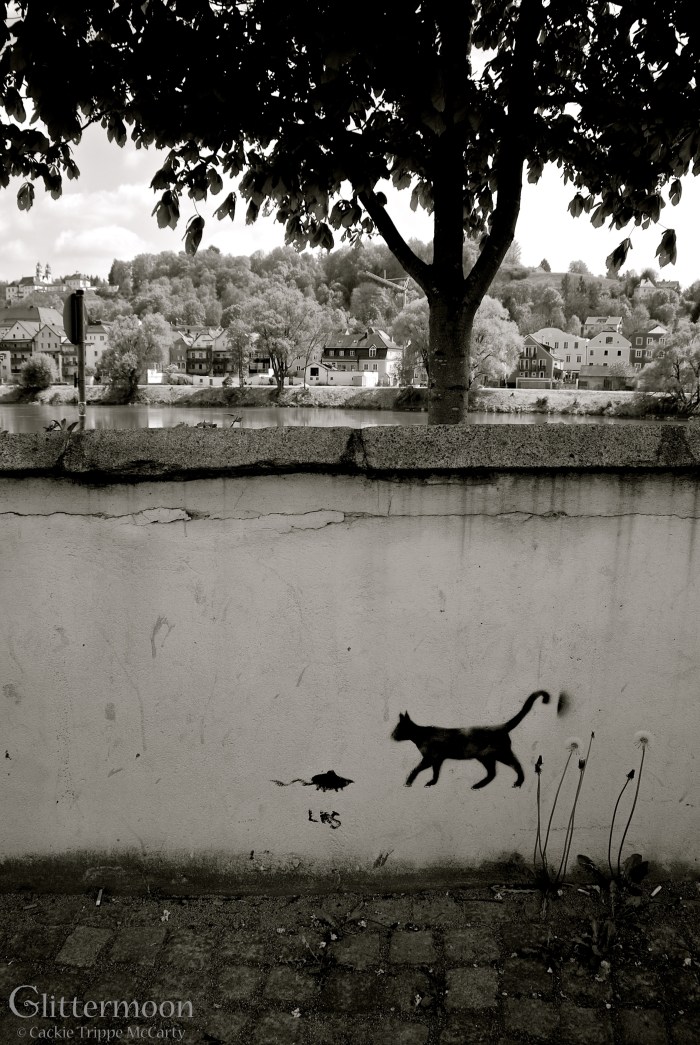 Cat and mouse - Passau, Germany